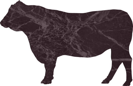 Wagyu Bull